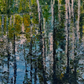 Detail of Fine art print of “Cypress Gardens Reflection” by Maria-Victoria Checa.